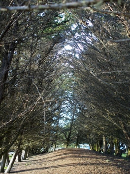 cypress hollow
