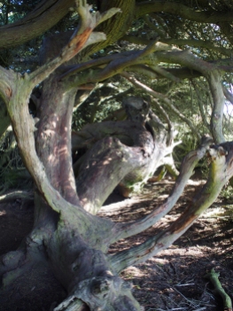 cypress hollow 2