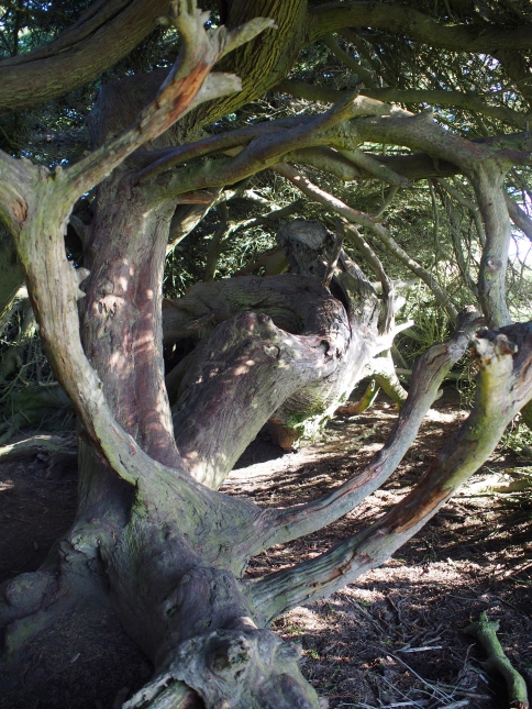 cypress hollow 2