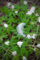 feather in snow drops