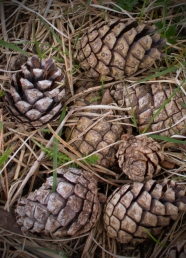 bunge pine cones
