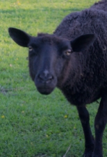 Black sheep Laser Sati