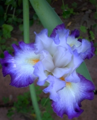 Mom's Irises