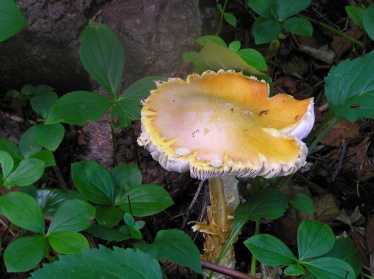 Turpin's trail mushroom, Fogo Island